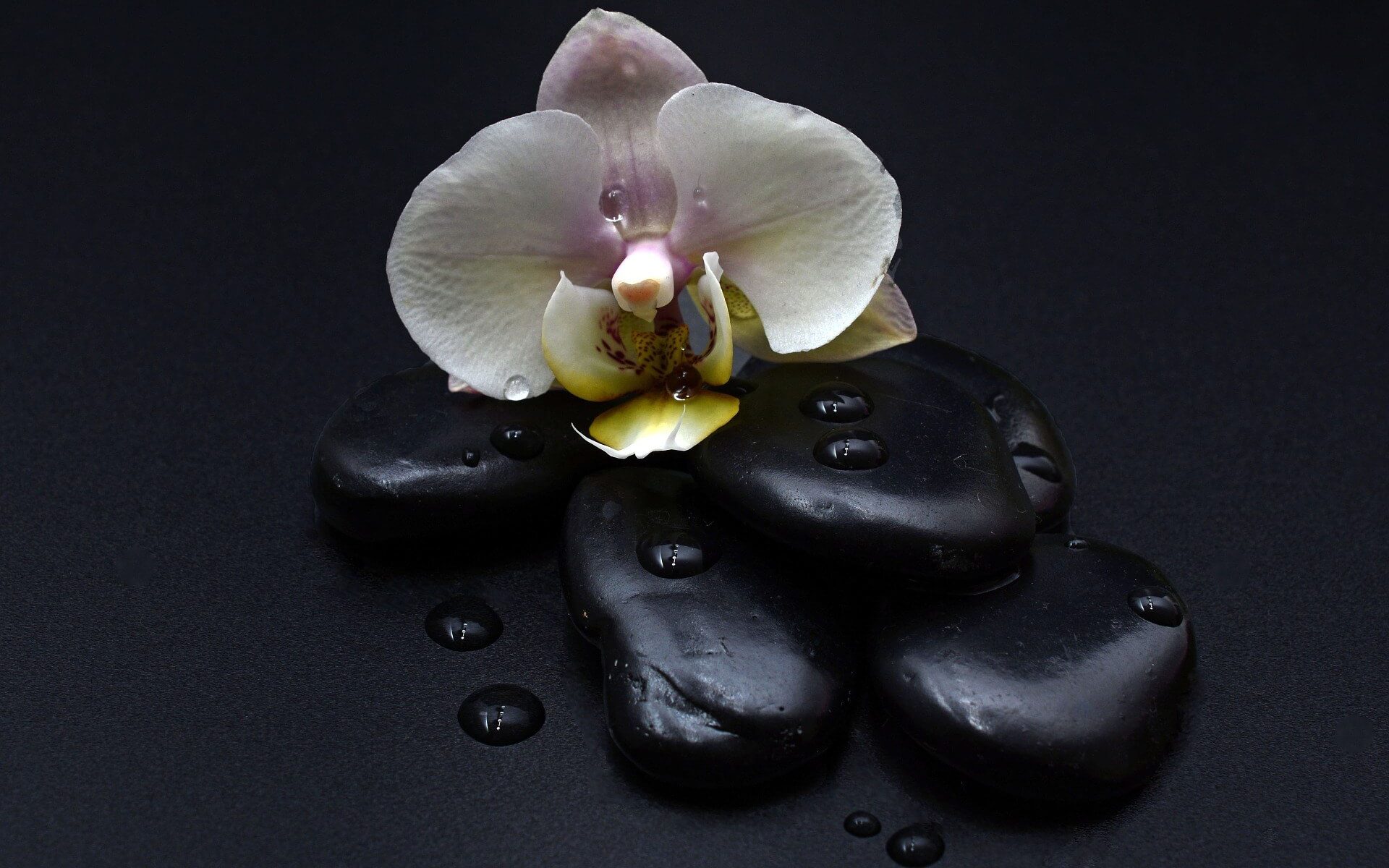 Black Orchid Thana Beauty